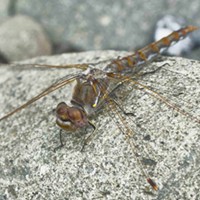 Since I started reporting them six years ago, variegated meadowhawks have been reported along coastal rivers as far away as Bodega during the winter.