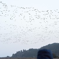 Migrating geese take to the sky early Sunday morning from the Humboldt Bay National Wildlife Refuge.