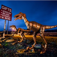 A marauding pack of velociraptors outside of Chapman’s Gem and Mineral Shop south of Fortuna, Humboldt County, California. Photo from March 6, 2020.