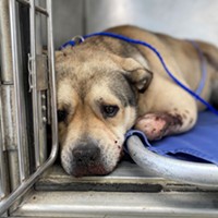 Injured dog discovered at the Samoa Dunes