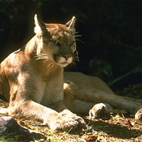 A mountain lion, like this one, was protecting her cubs, not stalking a runner who came along the family in Provo, Utah.