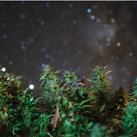 A starry night above budding cannabis plants at Schackow Farms. A close focus on the plants allowed the stars of the Milky Way to blur into prismatic shapes. Nestled among the buds to the left, Saturn (above) and Jupiter, the two brightest white points, sink into the west. In the sky at right, portion of the Milky Way floats above the horizon.  Photographed at Schackow Farms, Humboldt County, California. October, 2020.