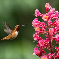 Rufous hummingbird (Selasphorus rufus) known to supplement their diet with flying insects and line their nests with spider silk.