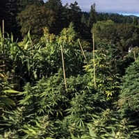 Humboldt County saw 184 cannabis farms close in a four-month period  from October to February as wholesale cannabis prices crashed.
