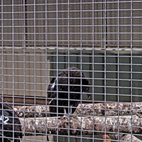 The four young condors and their "mentor" settle into the enclosure on March 29.