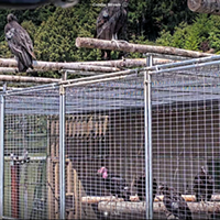 The now-free flying first cohort of California condors sits atop the enclosure where the new cohort is being introduced today.