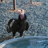 Mentor bird No. 746 has the job of teaching the young condors important life skills to help them thrive in the wild.