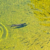 Fish make way for a passing otter on the South Fork Eel River on Aug. 23, 2022.