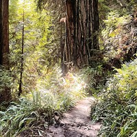 The light is always beautiful in the redwood forest.