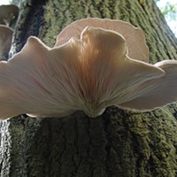 Lovastatin became the first statin to be approved by the FDA in 1987. It had been discovered 15 years earlier in oyster mushrooms like these.