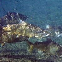 Report Reveals Dire Runs of Returning Salmon