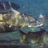 Salmon Outlook: Less Fish, Less Fishing
