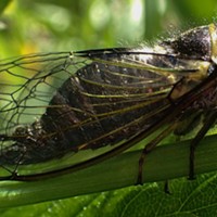Cicada Okanagana Vanduzeei, a little early for the party.