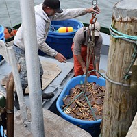 The crew of the Ashlyn-D unloads its haul on the first day of commercial crab fishing in Humboldt County.
