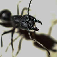 This carpenter ant objected to having her picture taken, opening her mandibles in a threatening manner whenever I got the camera close.