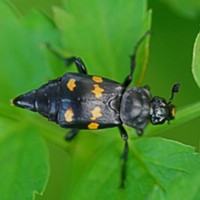 Another carrion beetle (Nicrophorus defodiens).