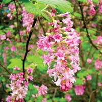 A red flowering currant.