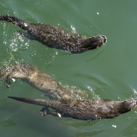 Otters mooching scraps at Trinidad Pier on Sunday.