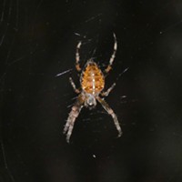 Cross orbweaver, note white spots making an inverted cross on the back of her abdomen. Its body is about 3/4 inch long.