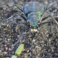 An Oregon tiger beetle (Cicindela oregona) shows off iridescent colors, really cool eyes, and a set of nightmare chompers.