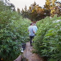 A goal of the proposed cannabis land use ordinance is creating more opportunities for canna-tourism, like farm tours and and farm stays.