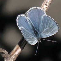 Killer Fungus and the Return of Butterflies
