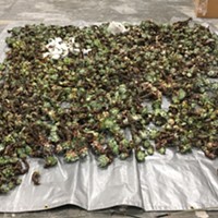 Succulent poaching is on the rise, CDFW officials say.