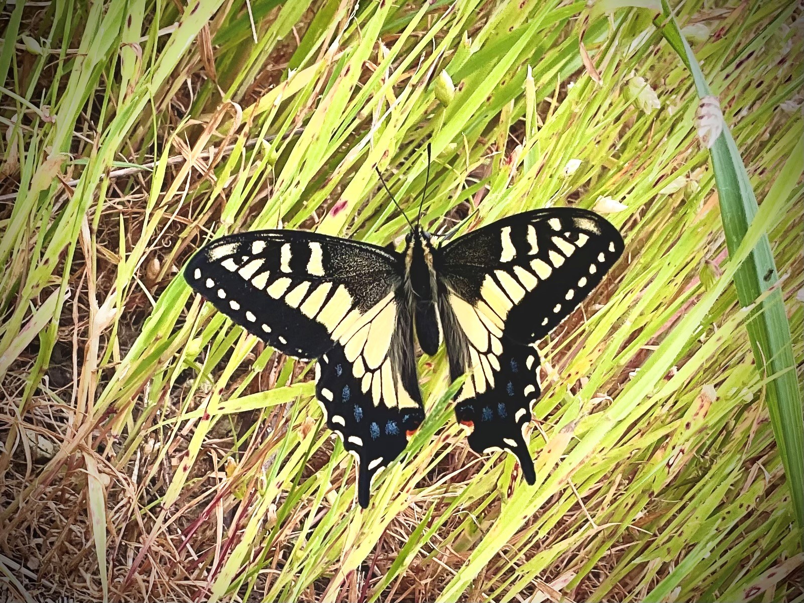 Insects, Amphibians & Reptiles of the Arcata Marsh | Arcata Marsh and