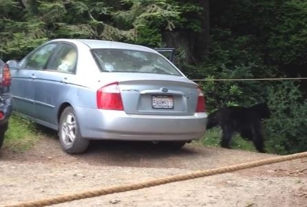 The bear can be seen just to the right of the car. To watch the video, scroll down. - HUMBOLDT COUNTY SHERIFF'S OFFICE FACEBOOK PAGE