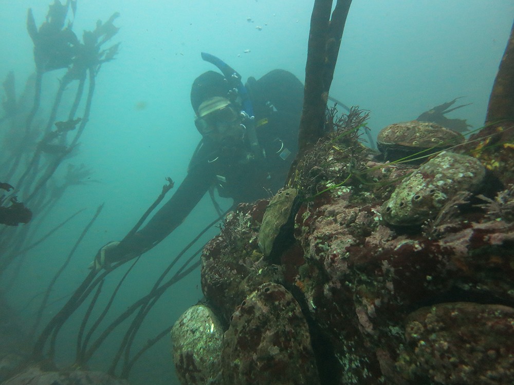 A diver looks at abalone in this photo taken before the kelp forest collapse. - KEVIN JOE/CALIFORNIA DEPARTMENT OF FISH AND WILDLIFE