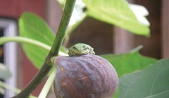 For the Love of Figs