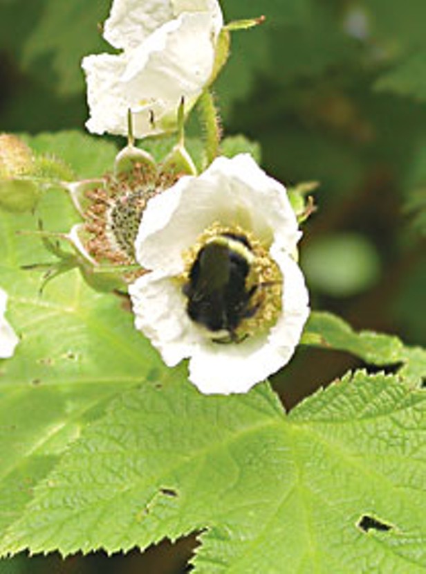 I'm your thimbleberry: The life and times of Rubus parviflorus