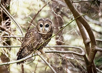 A Walk Among the Spotted Owls