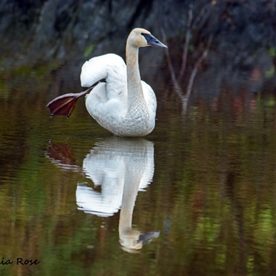 Swan at Benbow