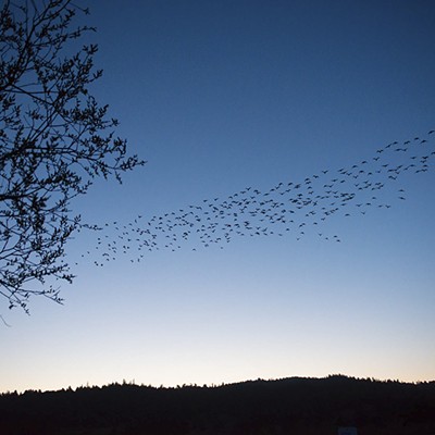 Aleutian Geese Fly-Off 2020