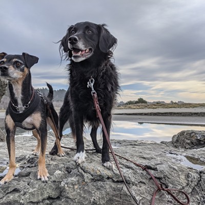 Photo Contest 2021 - Dogs