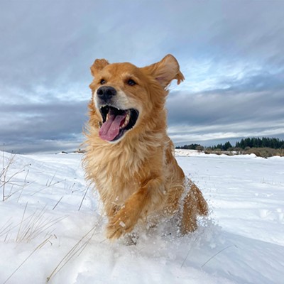 Photo Contest 2021 - Dogs