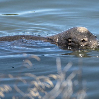 California Sea Lion in Klopp Lake