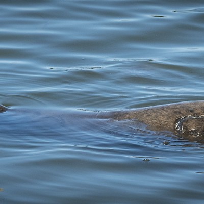 California Sea Lion in Klopp Lake