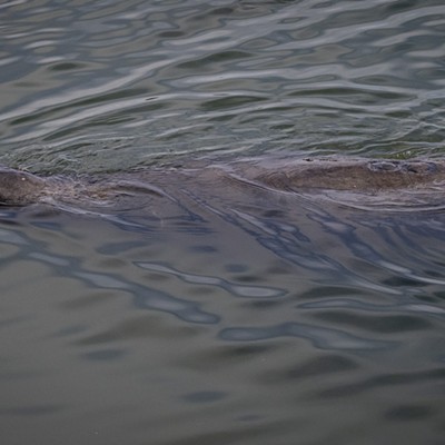 California Sea Lion in Klopp Lake