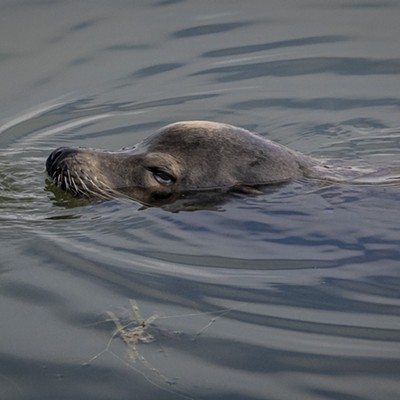 California Sea Lion in Klopp Lake