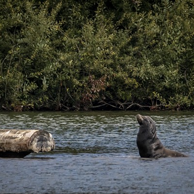 California Sea Lion in Klopp Lake