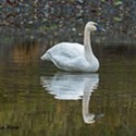 Lone Swan Graces Benbow