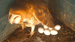 SUBMITTED - Scenes from the owl cam: Truman with her eggs.