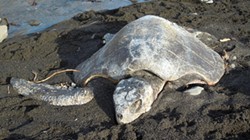 PHOTO BY MIKE KELLY - An olive ridley sea turtle washed up near Cape Mendocino.
