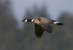 Aleutian Cackling Goose in Flight credit Mike Peters