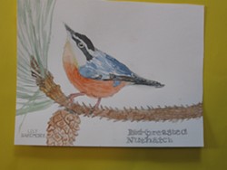 First Place, Grades 5&6: Lily Bazemore, Union Street Charter, Red-breasted Nuthatch
