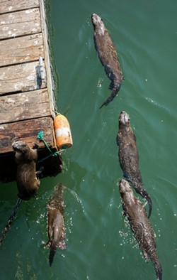 MARK LARSON - Otters seen from the Trinidad pier.
