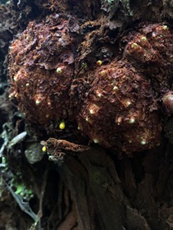 Redwood Burl Tissue - Uploaded by BLM