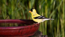 American Goldfinch visits a bird bath - Uploaded by Denise Seeger